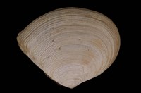 藏品(箱形櫻蛤)的圖片